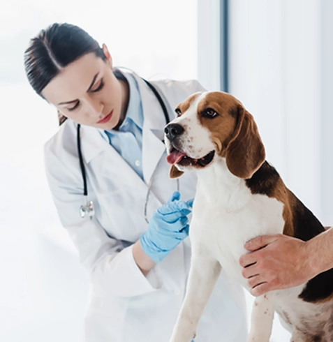 Sütçüler Veteriner